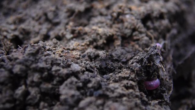 Macro shot of earthworm hiding in the mud.