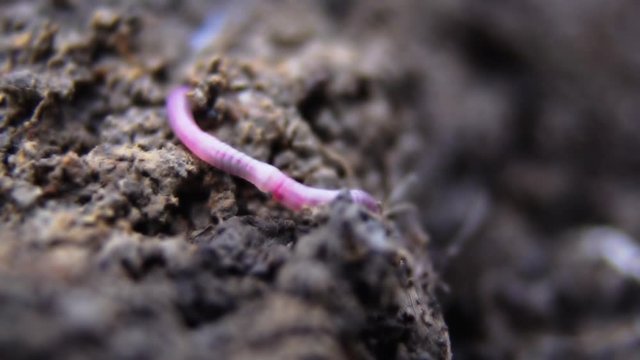 Macro shot of earthworm slithering in the mud.
