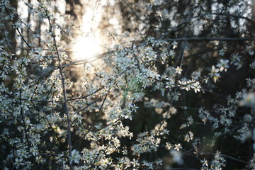 Białe kwiaty © Mazelowy