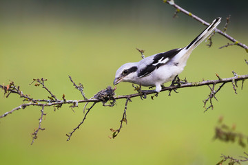 Fierce great grey shrike, lanius excubitor, sitting on a twig with mouse impaled on thorn in...