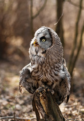 Big brown owl on blurry background