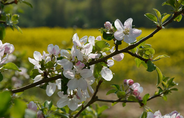 strauchbl&uuml;ten am rapsfeldrand
