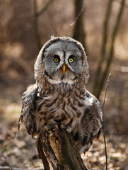 Big brown owl on blurry background