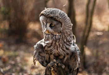 Big brown owl on blurry background