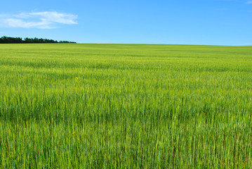 Obraz na płótnie Canvas Field of green wheat (rye) rows on the edge of trees line, cloudy sunny sky, spring in Ukraine