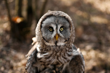Big brown owl on blurry background