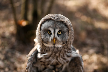 Big brown owl on blurry background