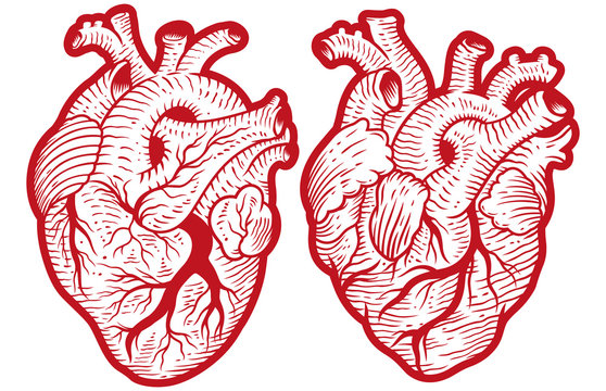 Vintage anatomical engraving style human hearts vector illustration