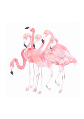 pink flamingo isolated on white