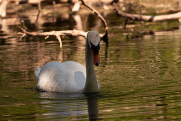 swan swims in the lake
