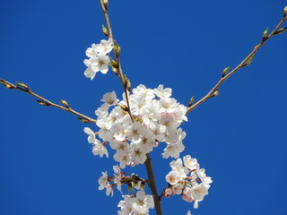 桜