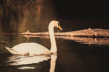 swan swims in the lake