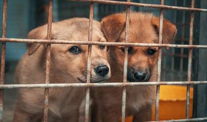 Sad puppies in shelter behind fence waiting to be rescued and adopted to new home. Shelter for...