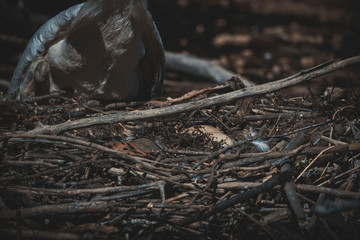 swan sits in the nest