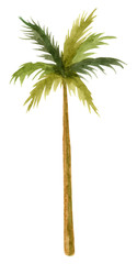Watercolor hand drawn palm tree.