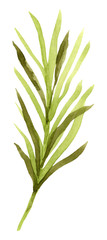 Fototapeta premium Hand drawn watercolor tropical leaf