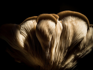 Artistic close-up of a home grown big oyster mushroom full of texture