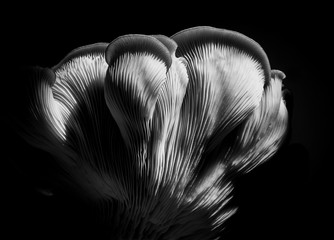 Artistic close-up of a home grown oyster mushroom full of textureArtistic close-up of a home grown big oyster mushroom full of texture