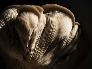 Artistic close-up of a home grown big oyster mushroom full of texture