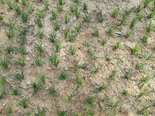  grass and soil simple texture 2