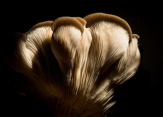 Artistic close-up of a home grown big oyster mushroom full of texture
