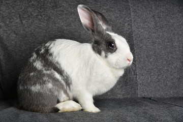 Grey bunny rabbit looking to viewer, Little bunny sitting on sofa armchair, Lovely pet for children...