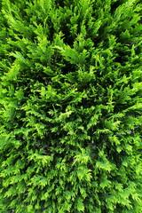 コニファーの生垣