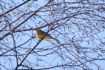 Selective focus photo. Yellowhammer bird, Emberiza citrinella.