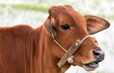 Portrait Ox bull cow brow animal