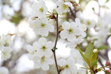 Obraz premium White little apple tree flowers on a tree. Spring.