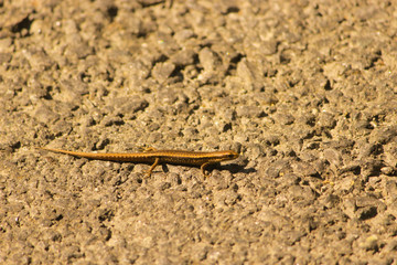 A tiny golden color lizard having a pose
