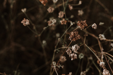 Dried flowers on a stem of a small bush outside