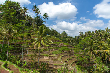 Obraz premium Beautiful rice terraces in the moring light near Tegallalang village, Ubud, Bali, Indonesia. 