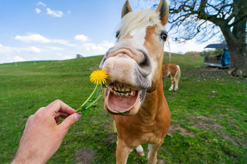 Lustiges Bild: Pferd frisst eine gelbe Pustblume aus der Hand eines Mannes mit geöffnetem Mund