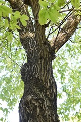 Obraz premium Quercus serrata bark and leaves / Fagaceae deciduous tree
