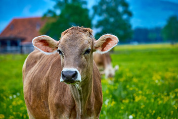 Glückliche Kühe auf der grünen Wiese