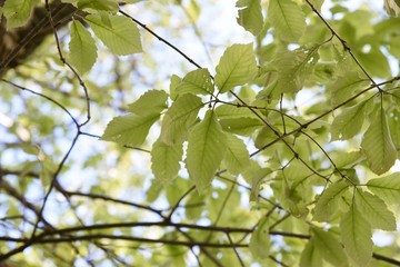 Quercus serrata bark and leaves / Fagaceae deciduous tree