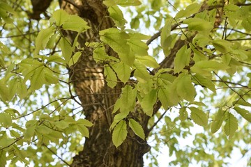 Quercus serrata bark and leaves / Fagaceae deciduous tree