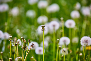 Grüne Wiese mit Löwenzahn, Frühling