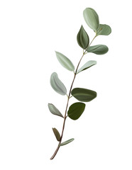 Obraz premium botanical illustration, a branch of eucalyptus
