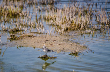 View of the Fuente Piedra lagoon (Malaga) A very rich place of fauna.