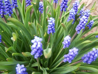 blue hyacinth flowers