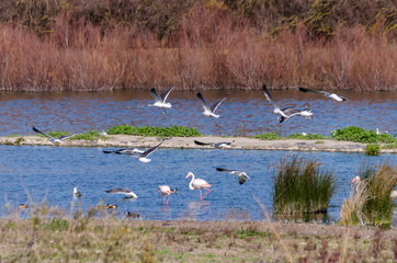 View of the Fuente Piedra lagoon (Malaga) A very rich place of fauna.