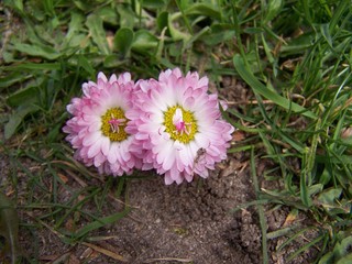 pink and white flower