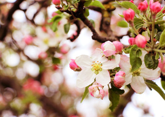 Pink little apple tree flowers on a tree. Spring.