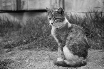Cute ash kitty sitting in a sunny garden, bw photo.