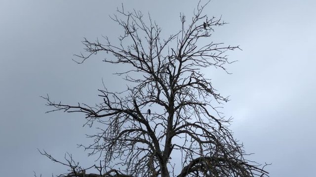 Birds in the leafless tree in winter