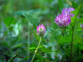 pink and yellow flower
