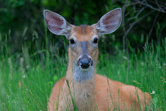 White-tailed deer lying in the green grass in spring in Canada