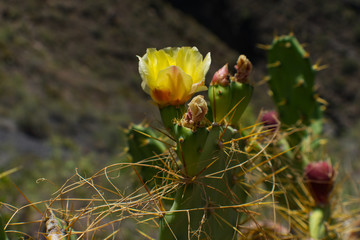 Closeup of a nice yellow cactus blossom in front of a neglected background